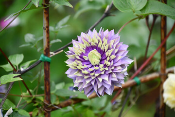 クレマチス「大河」 Clematis 'Taiga'