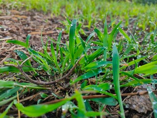 fresh green grass