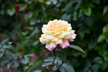 バラ「ピース」 Rose 'Peace'　バラの殿堂入り Rose Hall of Fame	