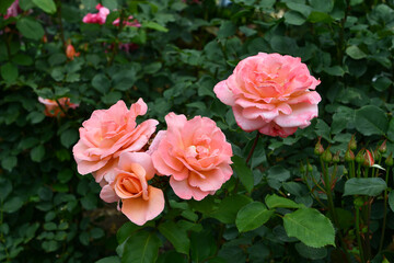 バラ「花音」 Rose 'Kanon'