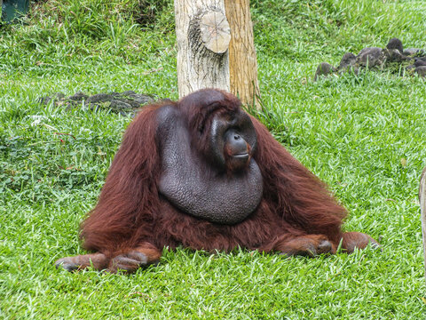 An orangutan sits calmly on the grass, gazing to the side with a relaxed posture. - Powered by Adobe
