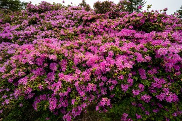 万年山のミヤマキリシマ