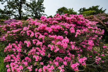 万年山のミヤマキリシマ