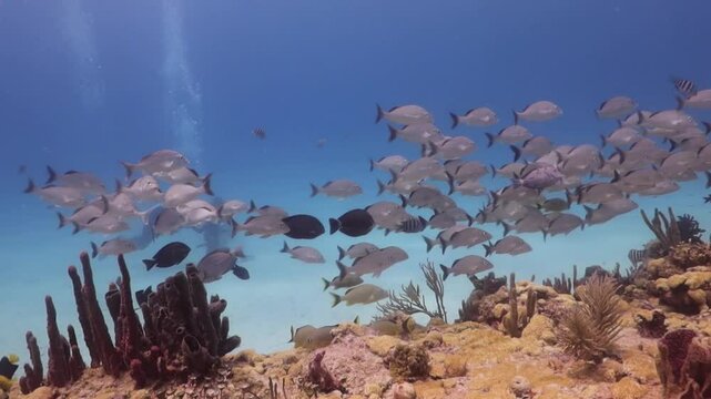 Cardumen de Pargos Grises con buzos al fondo