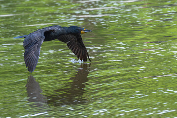 Closeup of a double-crested cormorant in flight low over a lake.