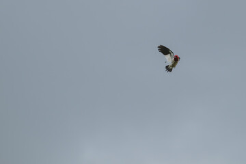 Red-headed woodpecker catching insects in flight.