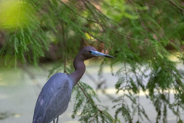 Closeup of a little blue heron.