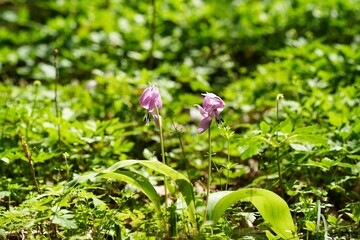 カタクリの花の美しさ

