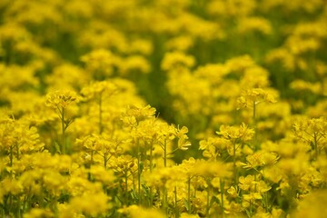 Obraz premium 鮮やかな満開の菜の花畑