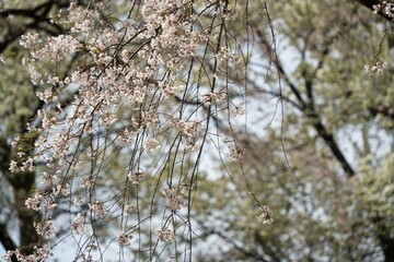 春風に揺れる糸桜