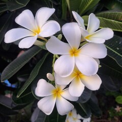 Naklejka premium frangipani plumeria flower