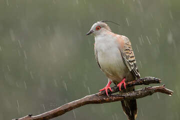 A bedraggled crested pigeon perches on a wet branch in the rain and stands out against a blurred background in a suburban garden in Burleigh Heads on the Gold Coast in Queensland, Australia.