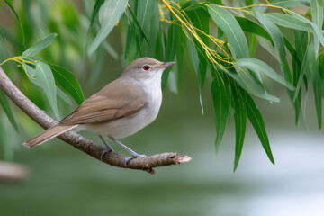 Fototapeta premium solitary bird perched on branch bathed in soft light against clean background positioned to left of frame