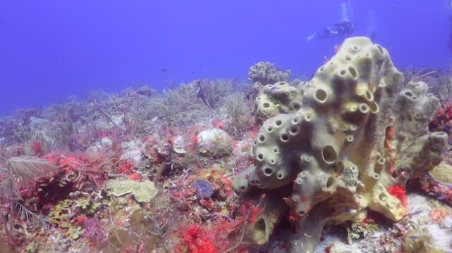 Paisaje subacuatico con esponjas tubular Marr&oacute;n gigantes (agelas con&iacute;feras) y personas buceando al fondo