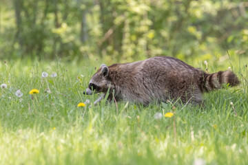 Procyon lotor, sometimes called the North American, northern or common raccoon