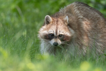 Procyon lotor, sometimes called the North American, northern or common raccoon