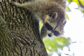 Procyon lotor, sometimes called the North American, northern or common raccoon