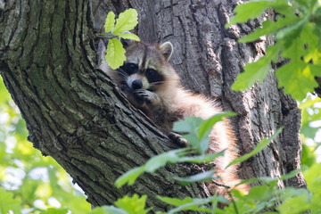 Procyon lotor, sometimes called the North American, northern or common raccoon
