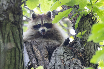 Procyon lotor, sometimes called the North American, northern or common raccoon