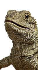 Obraz premium Close-up Portrait of a Bearded Dragon Lizard Detailed Texture and Expression