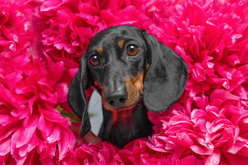 dachshund head is framed by vibrant pink peony flowers as it looks directly into camera with soft gray background, showcasing playful, colorful floral setting. perfect for themes of joy, nature, pets
