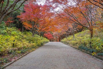 ちょうど見ごろのモミジの紅葉に囲まれた遊歩道の情景