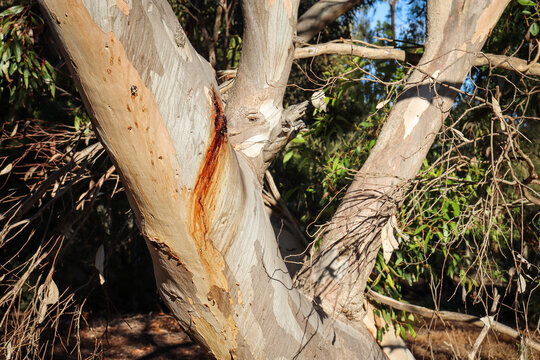 winding textured tree trunk of eucalyptus tree in australian bushland