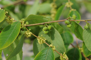 Flemingia macrophylla plant in Korea

