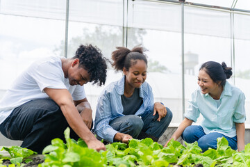 Naklejka premium Group of young people working together in a greenhouse, growing and caring for green vegetables. Diverse team of farmers or students engaged in sustainable agriculture.