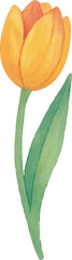 Watercolor Tulip Flower Illustration on White Background | Generative AI