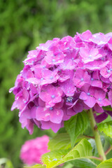 雨に濡れた美しい紫陽花