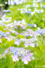 雨に濡れた美しい紫陽花
