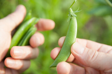 スナップエンドウを収穫する