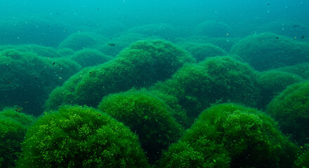 Obraz premium Underwater Photo: Lush Green Aquatic Plants in a Clear Lake