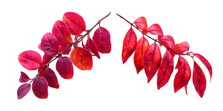 Two vibrant red autumn leaves branches isolated on black background. - Powered by Adobe