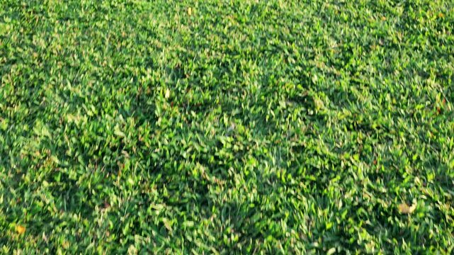 Lush green grass swaying gently under a bright sunny sky