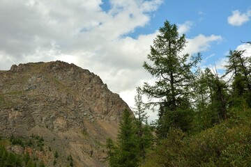 View over the tops of tall cedars to the peak of a high sheer cliff on a sunny summer day.