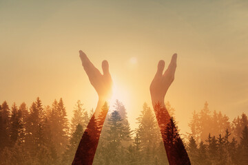 Worshiping hands up to the bright golden sunlight shinning through the trees 	