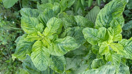 fresh green amaranth leaves in a garden. Natural texture and pattern of leafy greens, ideal for agricultural, botanical, or healthy lifestyle design themes