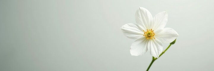 Obraz premium Minimalist flower with delicate stem and leaves, white, clean, natural