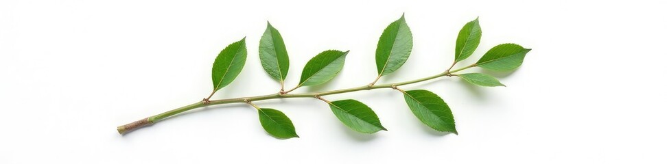 Naklejka premium Single isolated branch on white background with subtle texture and veins, abstract, nature