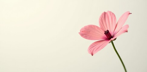 Obraz premium Single flower against a soft and creamy white background, nature, background