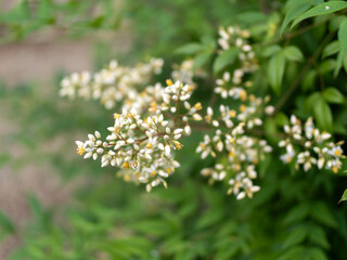 南天の黄色い花と白い蕾