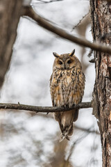 Long-eared owl (Asio otus), looking forward with wide opened eyes