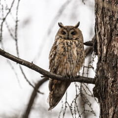 Long-eared owl (Asio otus), looking forward with wide opened eyes