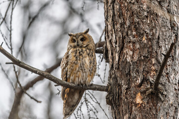 Long-eared owl (Asio otus), looking forward with wide opened eyes