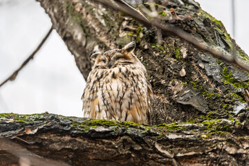 Long-eared owl (Asio otus), looking forward with wide opened eyes