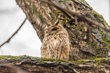 Long-eared owl (Asio otus), looking forward with wide opened eyes