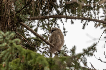 Long-eared owl owlet on a tree