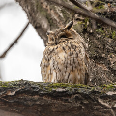 Long-eared owl (Asio otus), looking forward with wide opened eyes